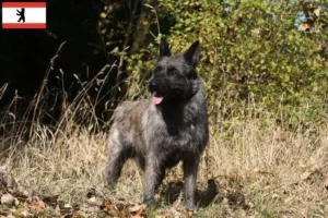 Read more about the article Berlin’de Bouvier des Ardennes yetiştiricileri ve köpek yavruları