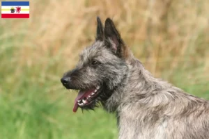 Read more about the article Mecklenburg-Vorpommern’de Bouvier des Ardennes yetiştiricileri ve köpek yavruları