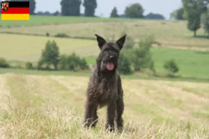 Read more about the article Rheinland-Pfalz’da Bouvier des Ardennes yetiştiricileri ve köpek yavruları