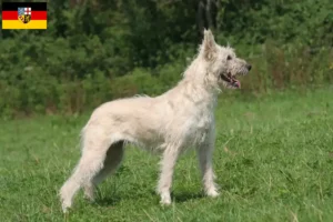 Read more about the article Saarland’da Bouvier des Ardennes yetiştiricileri ve köpek yavruları