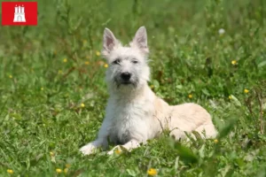 Read more about the article Hamburg’da Bouvier des Ardennes yetiştiricileri ve köpek yavruları