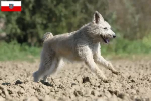 Read more about the article Thüringen’deki Bouvier des Ardennes yetiştiricileri ve köpek yavruları