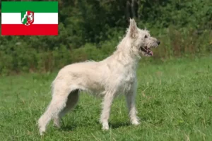 Read more about the article Kuzey Ren-Vestfalya’da Bouvier des Ardennes yetiştiricileri ve köpek yavruları