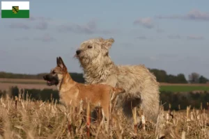 Read more about the article Saksonya’daki Bouvier des Ardennes yetiştiricileri ve köpek yavruları