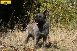 Read more about the article Saksonya-Anhalt’da Bouvier des Ardennes yetiştiricileri ve köpek yavruları