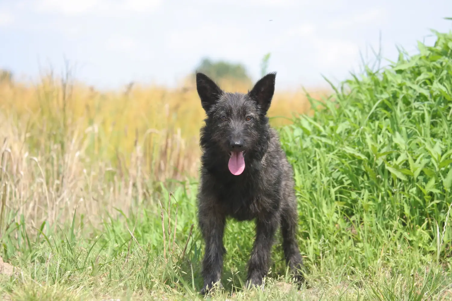Bir Bouvier des Ardennes yavrusu satın almak sorumluluk almak demektir! Bouvier des Ardennes yavru köpek satın alın.