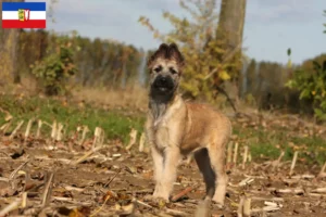 Read more about the article Schleswig-Holstein’da Bouvier des Ardennes yetiştiricileri ve köpek yavruları