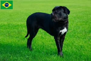 Read more about the article Brezilya’da Cane Corso Italiano yetiştiricileri ve köpek yavruları