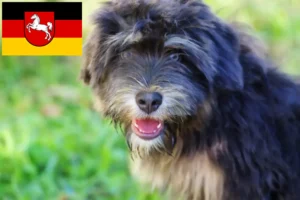 Read more about the article Aşağı Saksonya’daki Cão da Serra de Aires yetiştiricileri ve köpek yavruları