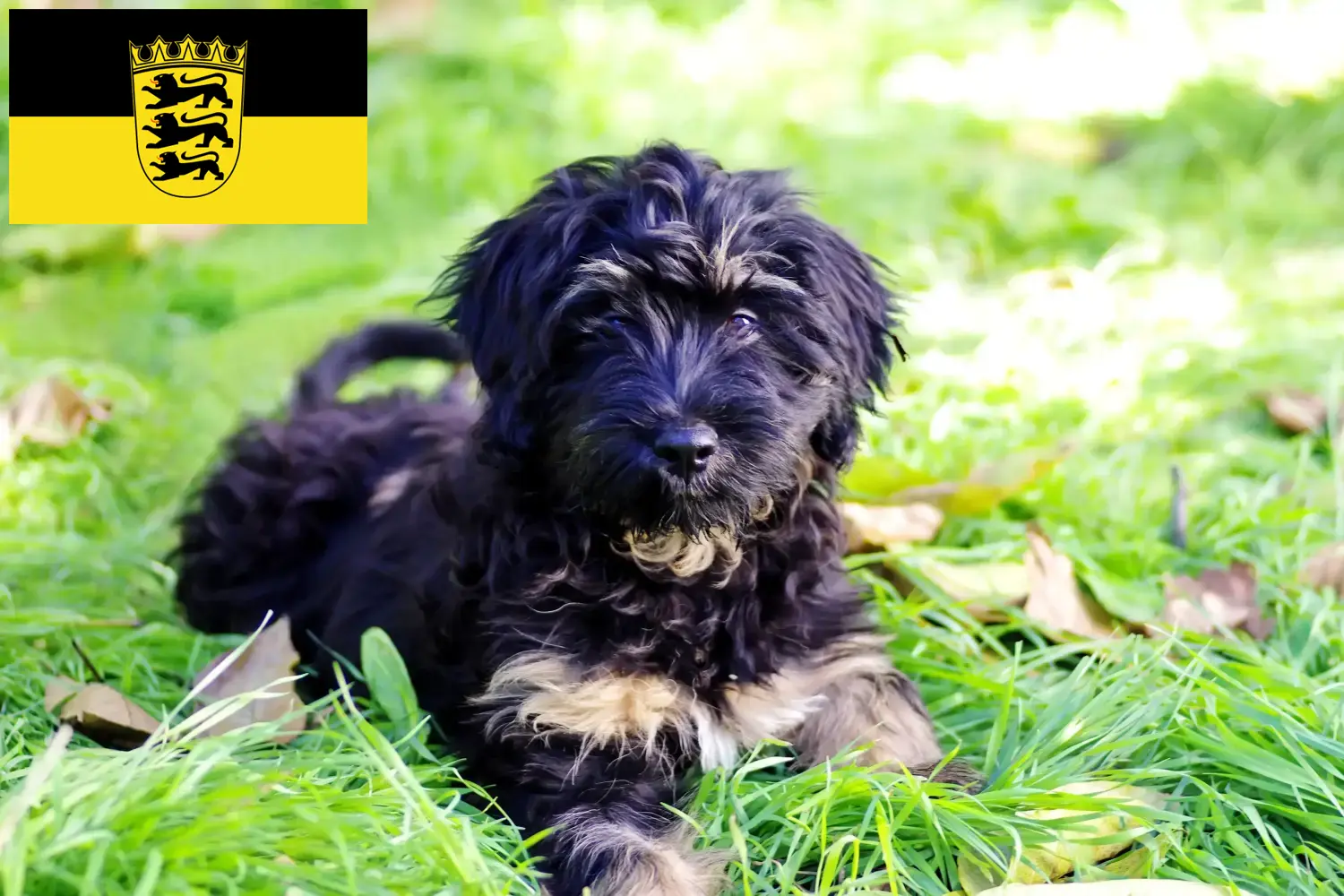 Read more about the article Baden-Württemberg’de Cão da Serra de Aires yetiştiricileri ve köpek yavruları