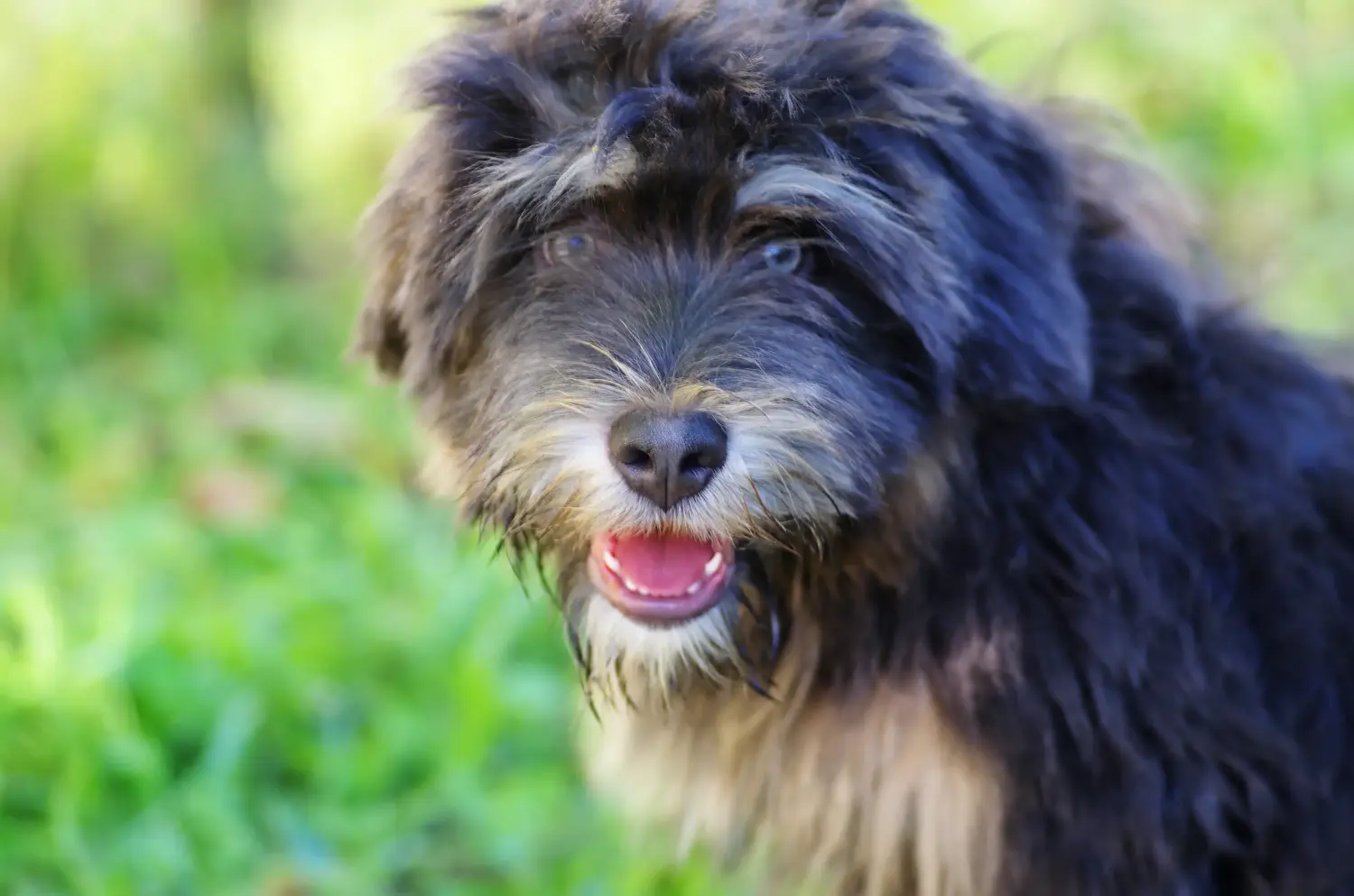 Bir Cão da Serra de Aires yavru köpeği satın almak sorumluluk almak demektir! Cão da Serra de Aires yavru köpekleri satın alın.