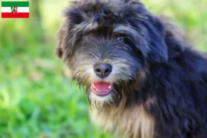 Read more about the article Kuzey Ren-Vestfalya’daki Cão da Serra de Aires yetiştiricileri ve köpek yavruları