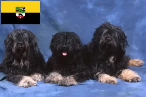 Read more about the article Saksonya-Anhalt’ta Cão da Serra de Aires yetiştiricileri ve köpek yavruları