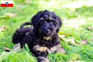 Read more about the article Thüringen’de Cão da Serra de Aires yetiştiricileri ve köpek yavruları