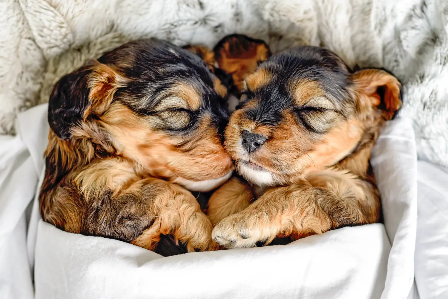 Bir Cockapoo yavrusu satın almak sorumluluk almak demektir! Cockapoo yavru köpekleri satın alın.