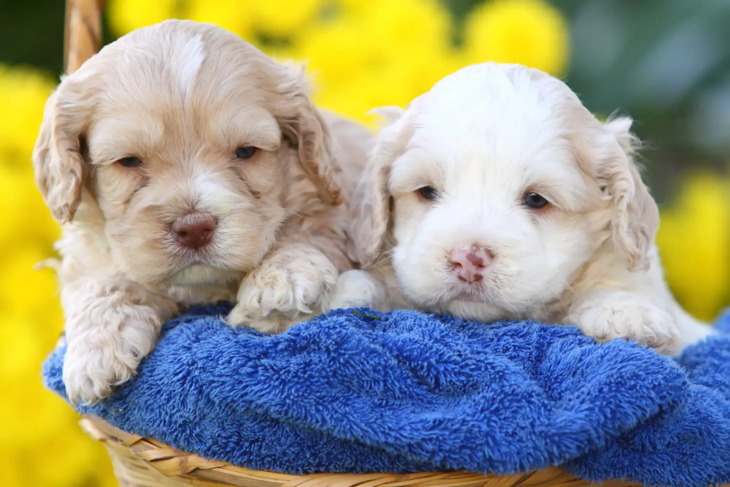 Bir Cockapoo yavrusu satın almak sorumluluk almak demektir! Cockapoo yavru köpekleri satın alın.