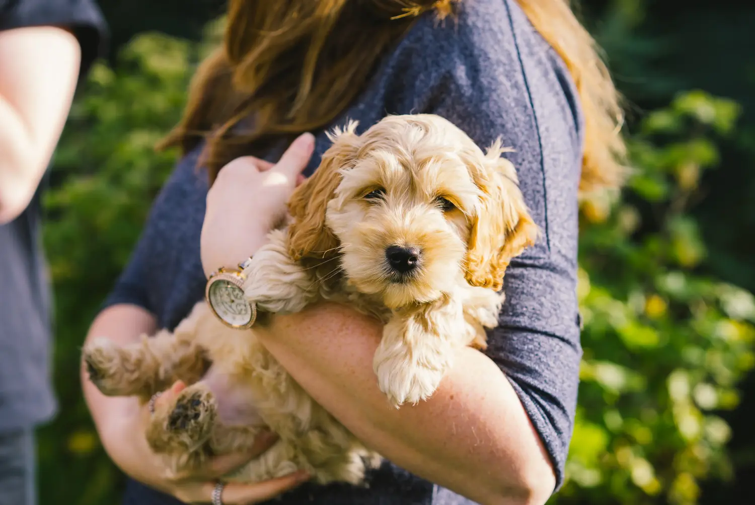 Bir Cockapoo yavrusu satın almak sorumluluk almak demektir! Cockapoo yavru köpekleri satın alın.