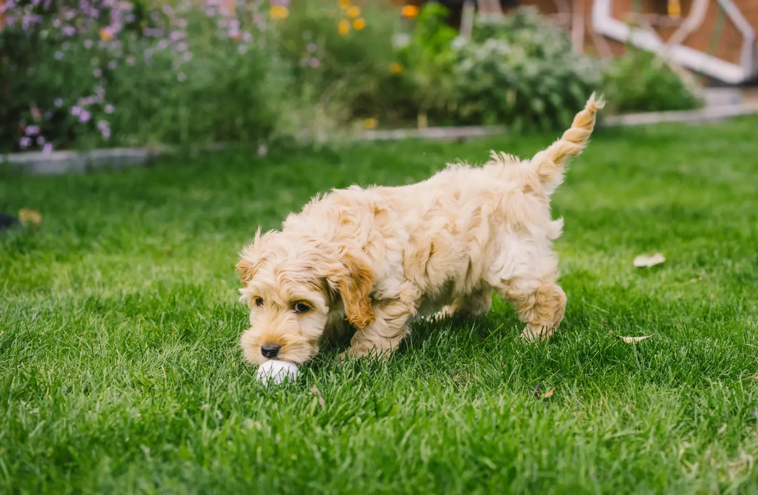 Bir Cockapoo yavrusu satın almak sorumluluk almak demektir! Cockapoo yavru köpekleri satın alın.
