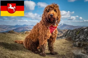 Read more about the article Aşağı Saksonya’daki Cockapoo yetiştiricileri ve köpek yavruları