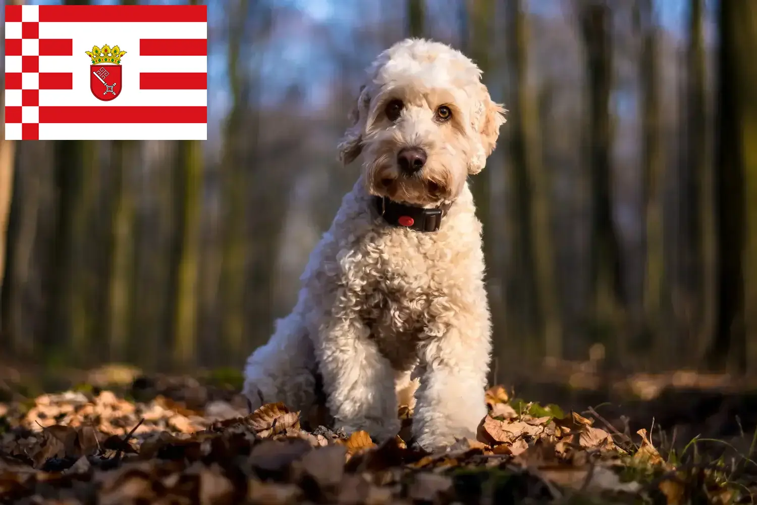 Read more about the article Bremen’de Cockapoo yetiştiricileri ve köpek yavruları
