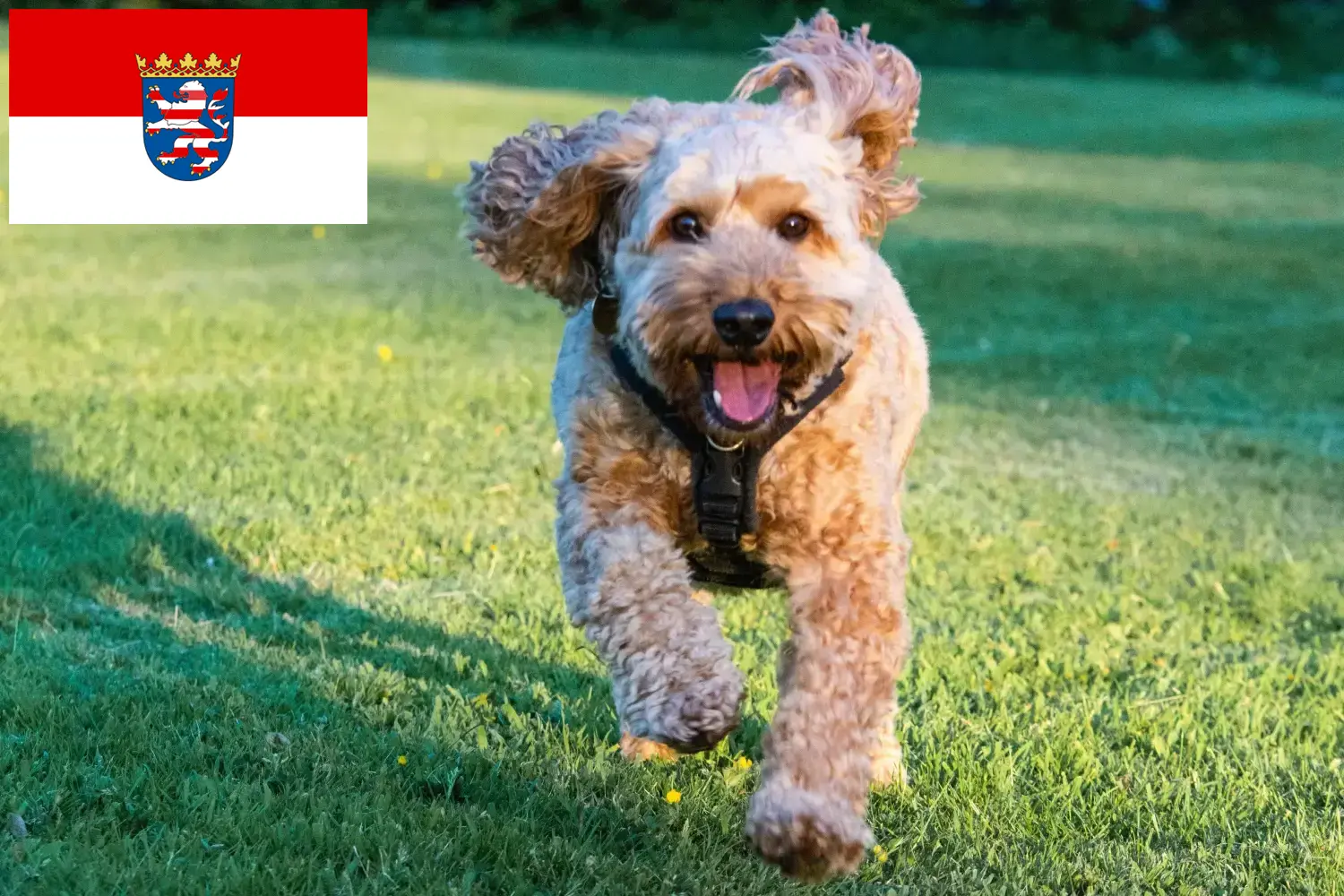 Read more about the article Hessen’deki Cockapoo yetiştiricileri ve köpek yavruları
