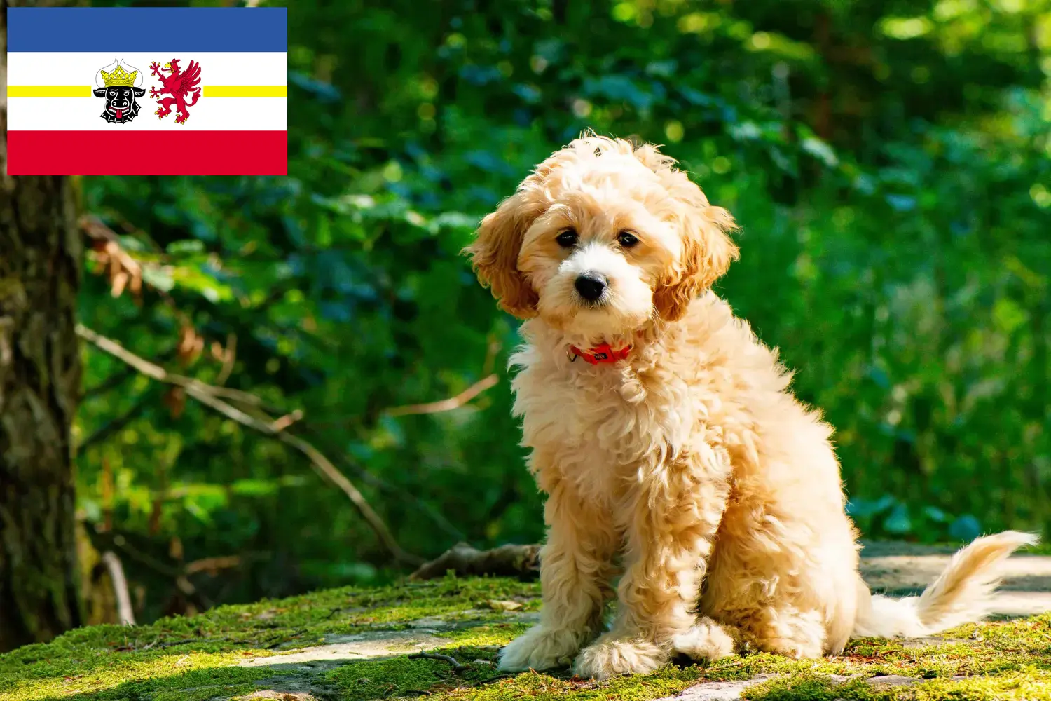 Cockapoo yavruları ve yetiştiricileri Mecklenburg-Vorpommern Burada Mecklenburg-Vorpommern'deki Cockapoos yetiştiricilerini bulabilirsiniz.