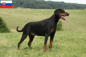 Read more about the article Slovakya’daki Doberman yetiştiricileri ve köpek yavruları