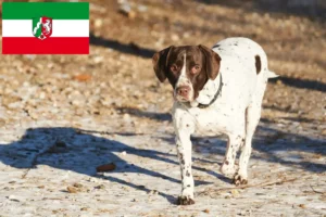 Read more about the article Kuzey Ren-Vestfalya’da Eski Danimarka İşaret Köpeği yetiştiricileri ve yavruları