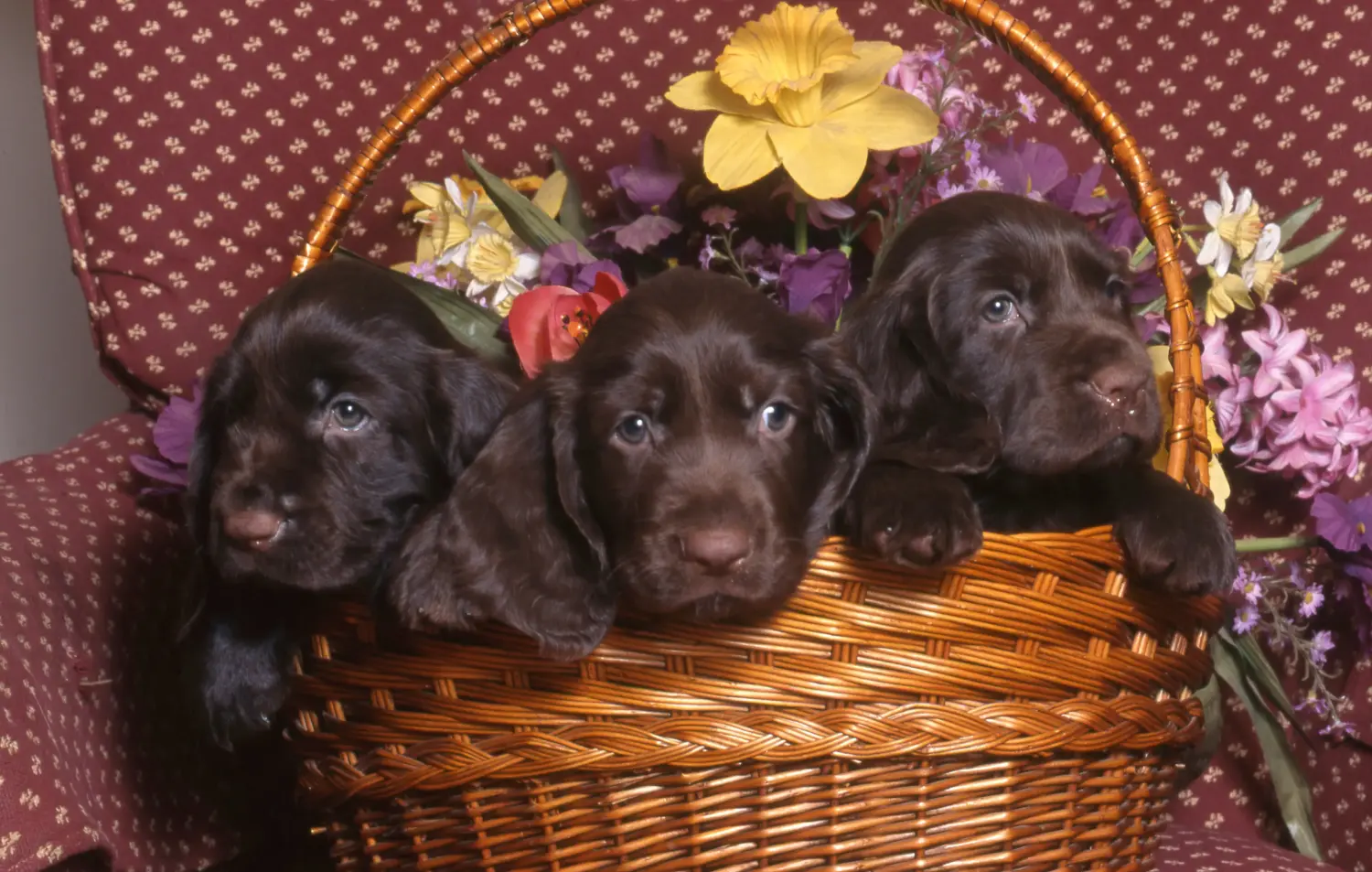Bir Field Spaniel yavrusu satın almak sorumluluk almak demektir! Field Spaniel yavruları satın alın.