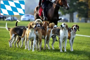 Read more about the article Bavyera’da Fransız tazısı yetiştiricileri ve köpek yavruları