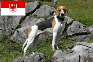 Read more about the article Brandenburg’da Fransız tazısı yetiştiricileri ve köpek yavruları
