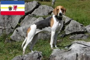 Read more about the article Mecklenburg-Vorpommern’de Fransız tazısı yetiştiricileri ve köpek yavruları