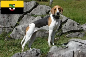 Read more about the article Saxony-Anhalt’da Fransız tazısı yetiştiricileri ve köpek yavruları