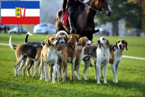 Read more about the article Schleswig-Holstein’da Fransız tazısı yetiştiricileri ve köpek yavruları