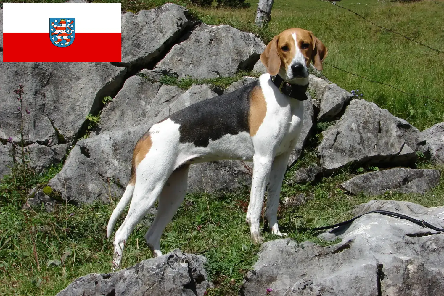 Read more about the article Thüringen’de Fransız tazısı yetiştiricileri ve köpek yavruları