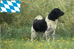 Read more about the article Bavyera’da Friesian Su Köpeği yetiştiricileri ve köpek yavruları