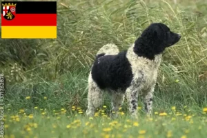 Read more about the article Rheinland-Pfalz’da Friz Su Köpeği yetiştiricileri ve köpek yavruları