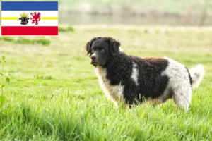 Read more about the article Mecklenburg-Vorpommern’de Frizya Su Köpeği yetiştiricileri ve köpek yavruları