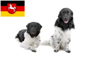 Read more about the article Aşağı Saksonya’daki Frizya Su Köpeği yetiştiricileri ve köpek yavruları