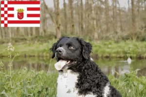 Read more about the article Bremen’de Frizya Su Köpeği Yetiştiricisi ve Yavruları
