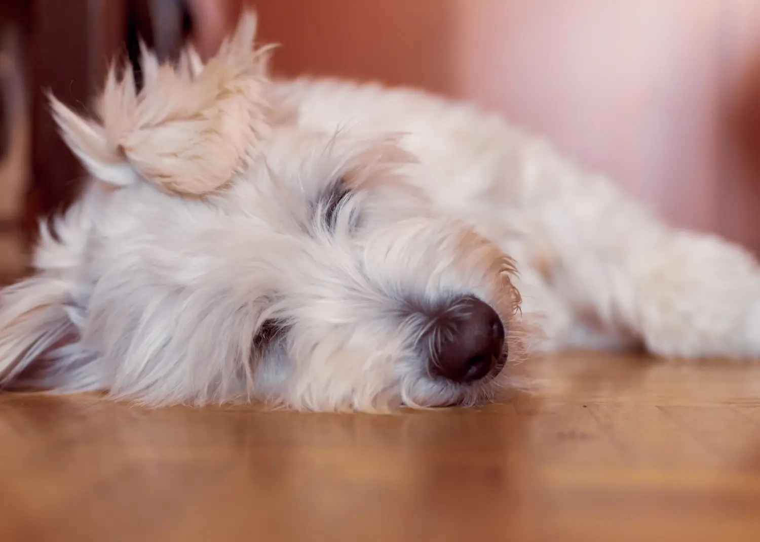 Bir Gos d'Atura Catalá yavru köpeği satın almak sorumluluk almak demektir! Gos d'Atura Catalá yavru köpekleri satın alın.