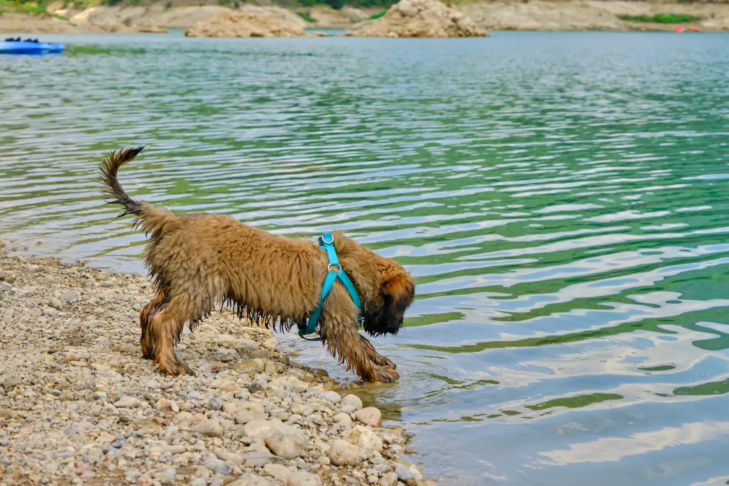 Bir Gos d'Atura Catalá yavru köpeği satın almak sorumluluk almak demektir! Gos d'Atura Catalá yavru köpekleri satın alın.
