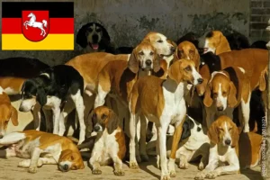 Read more about the article Aşağı Saksonya’da Grand Anglo-Français yetiştiricileri ve yavru köpekler