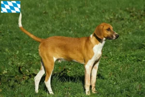 Read more about the article Bavyera’da Grand Anglo-Français yetiştiricileri ve yavru köpekler