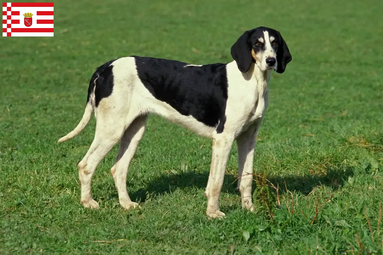 Read more about the article Bremen’de Grand Anglo-Français yetiştiricileri ve yavru köpekler