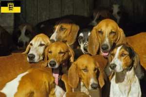 Read more about the article Baden-Württemberg’de Grand Anglo-Français yetiştiricileri ve yavru köpekler