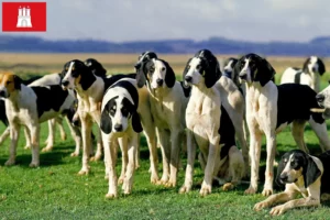 Read more about the article Hamburg’da Grand Anglo-Français yetiştiricileri ve yavru köpekler