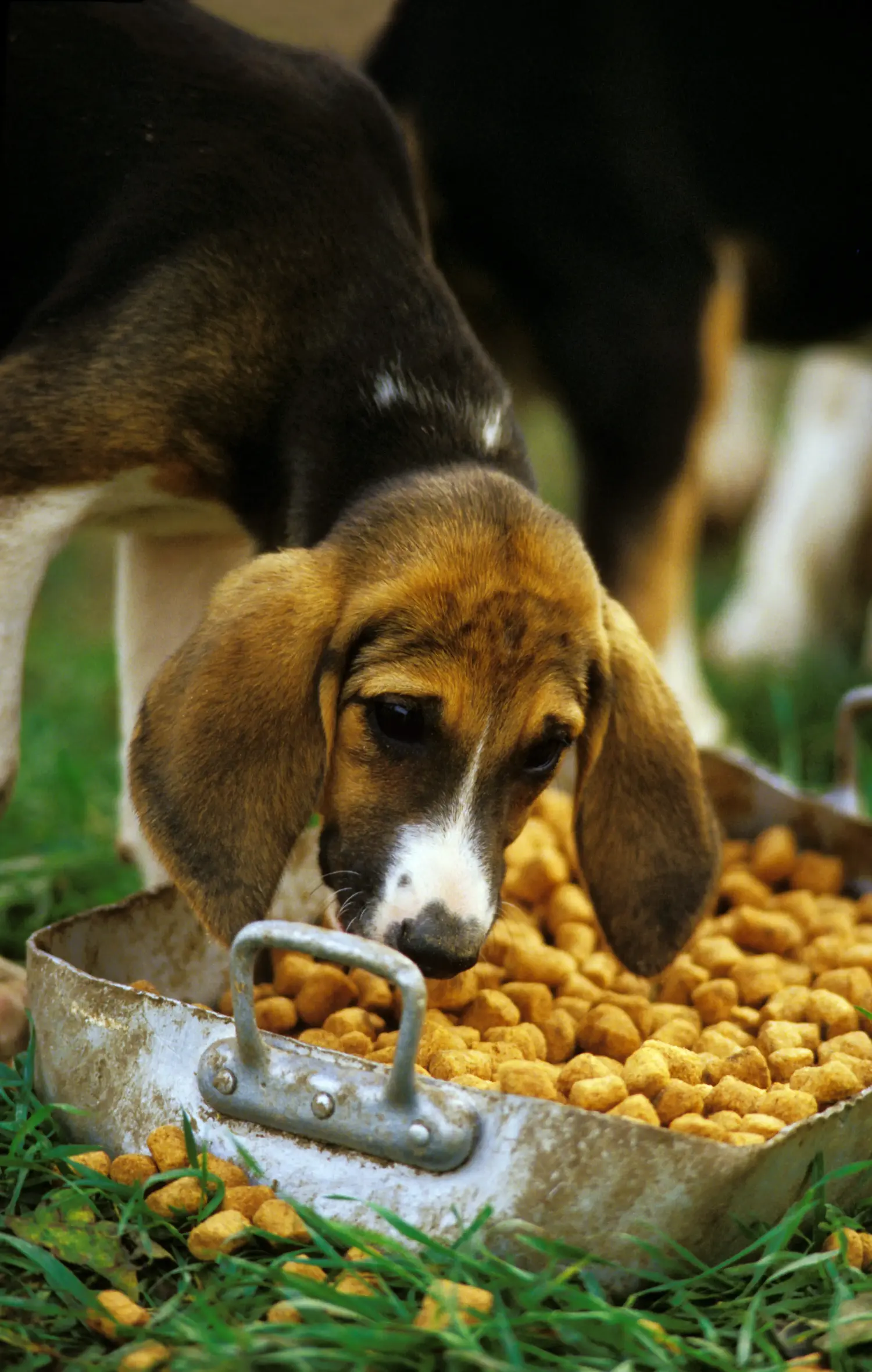 Bir Grand Anglo-Français yavru köpek satın almak sorumluluk almak demektir! Grand Anglo-Français yavru köpekleri satın alın.