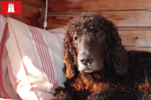 Read more about the article Hamburg’da Irish Water Spaniel yetiştiricileri ve köpek yavruları