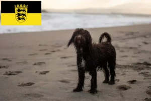 Read more about the article Baden-Württemberg’de Irish Water Spaniel yetiştiricileri ve köpek yavruları